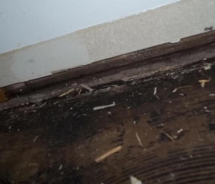 Mold growth on a floor and wall