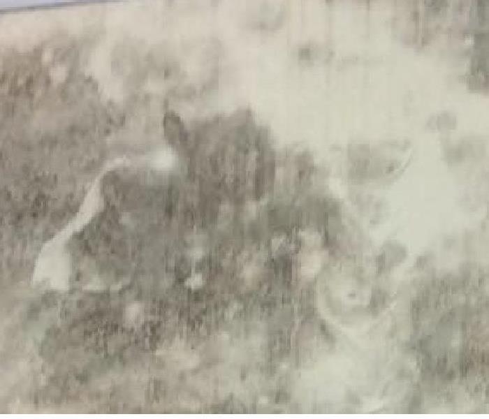 Black mold growth on a white wall